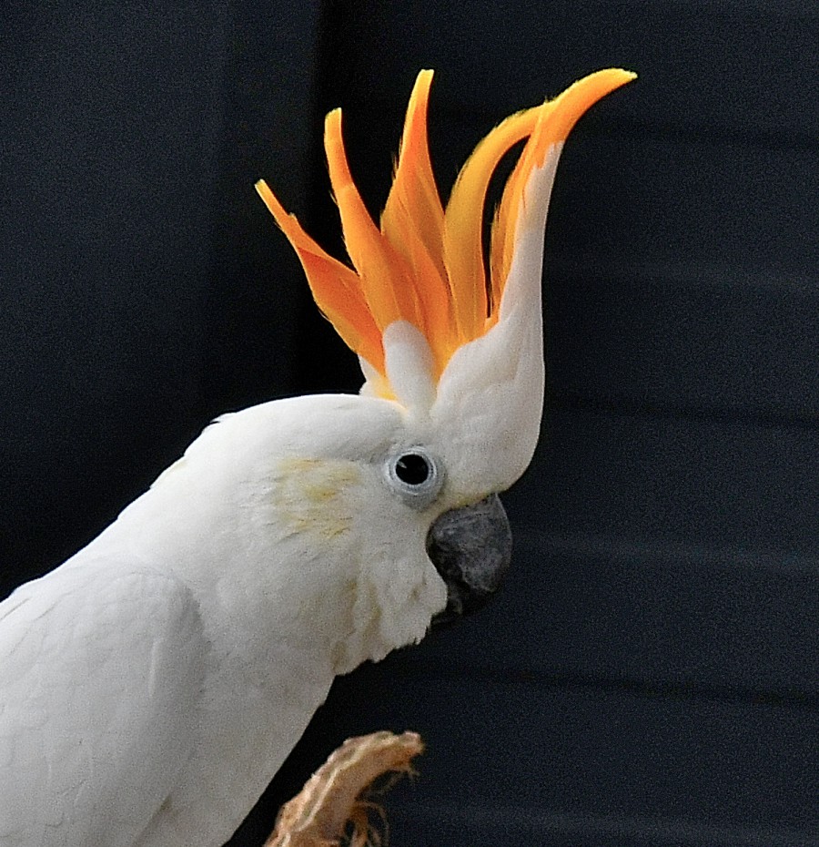 Papagei im Zoo Karlsruhe