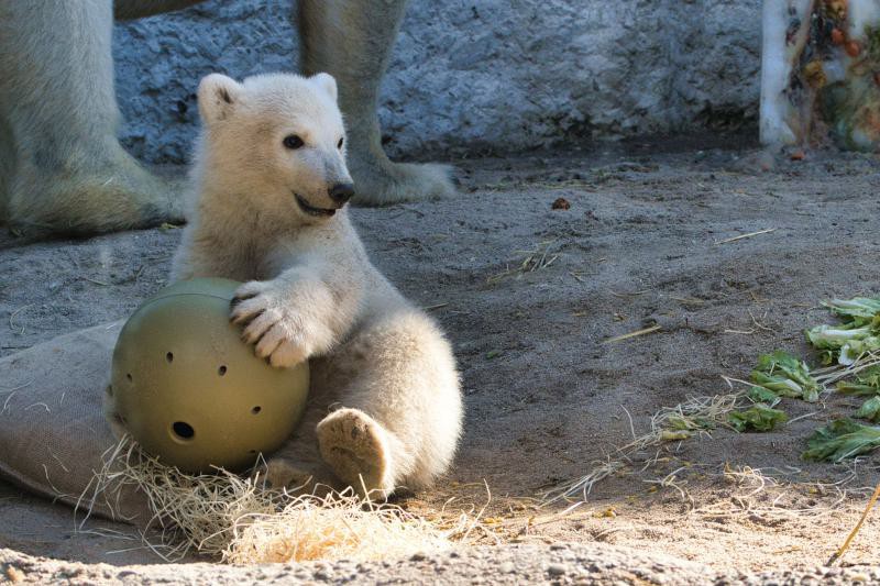 Eisbär Mika im Zoo Karlsruhe