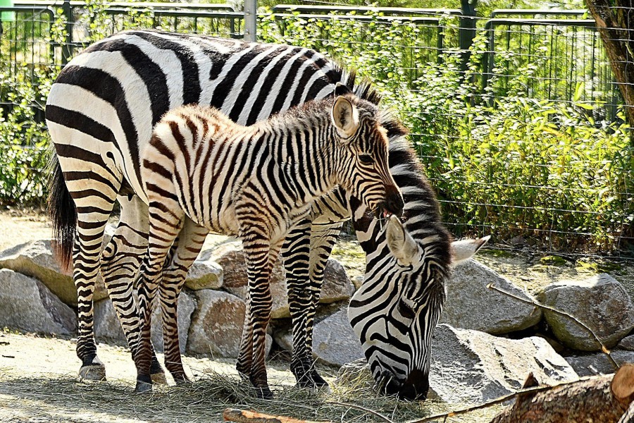 Zebras im Zoo Karlsruhe