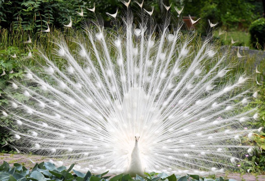 Weisser Pfau im Zoo